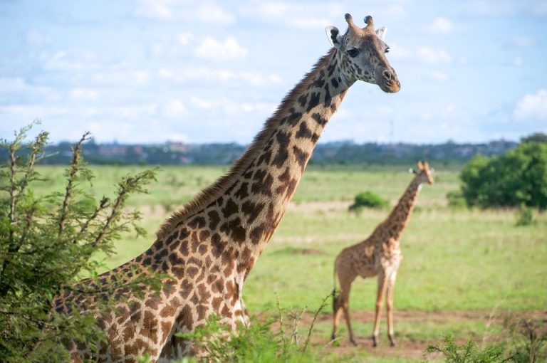 Flights from London, UK to Nairobi, Kenya from only £328 roundtrip
